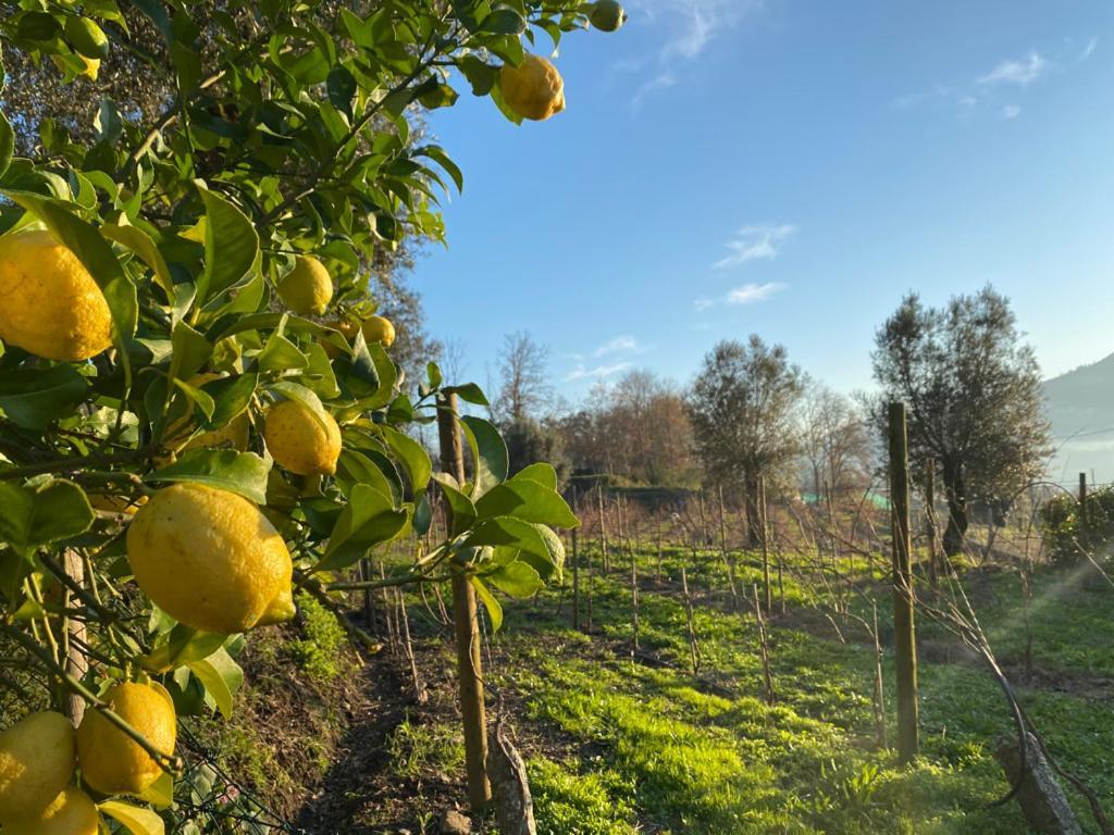 阿尔库什迪瓦尔德维什Quinta Da Aranha别墅 外观 照片
